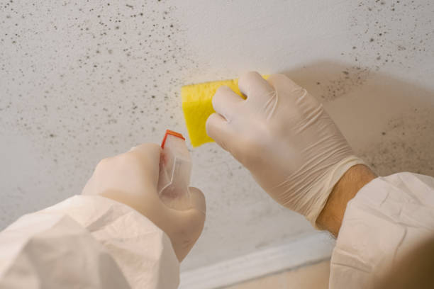 Claremont, NC Mold Removal Company