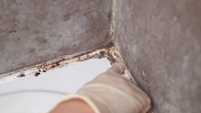 Mold Documentation for Insurance Claims in Claremont, NC